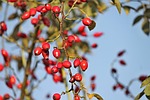 rose hip, bush, rosebush