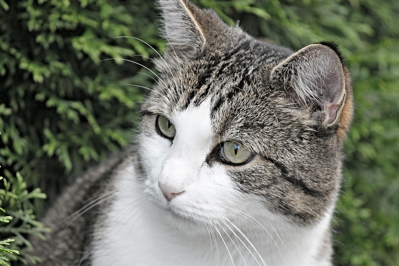 猫 肖像 动物 - Pixabay上的免费照片