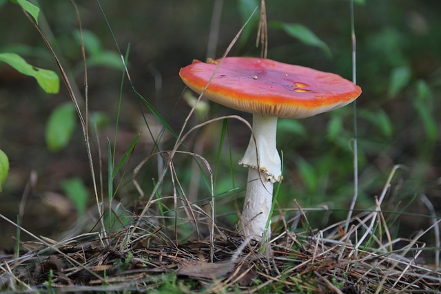 Free Nature Mushroom photo and picture