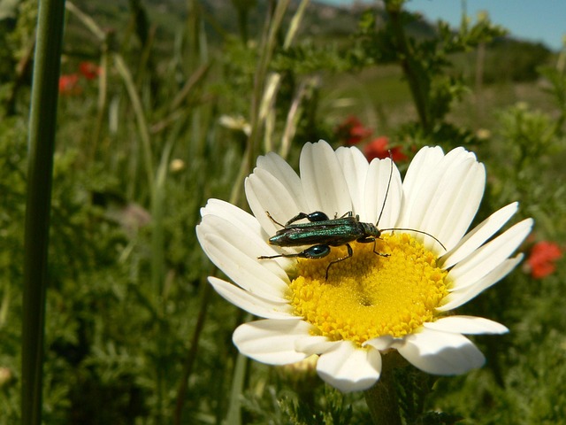 Free Nature Insect photo and picture