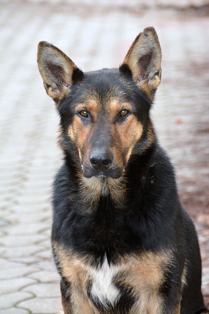 Free Dog Mammal photo and picture