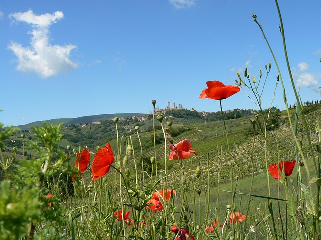 Free Poppy Nature photo and picture