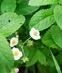 flower, leaves, strawberry