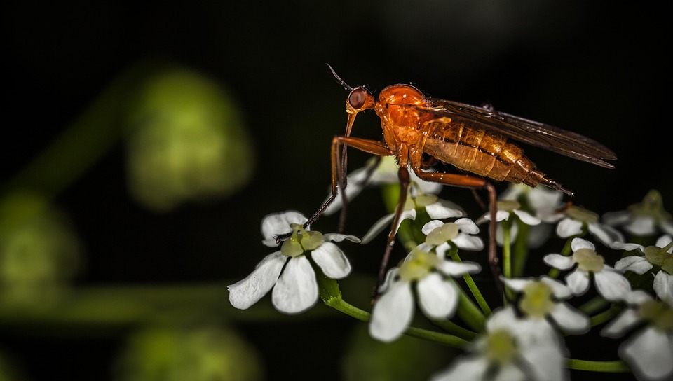 Insect Nature No One - Free photo on Pixabay - Pixabay