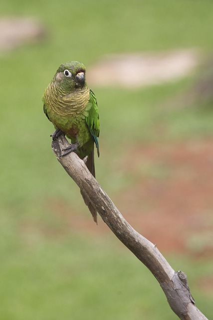 Free Nature Bird photo and picture