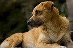 mammalia, animalia, canis lupus familiaris