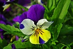 flower, pansy, colored