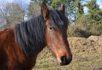 horse, head horse, postman irish cob