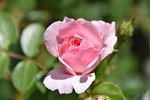 flower, plant, nature