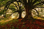 tree, nature, wood