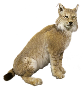猞猁 卡通猞猁 卡通动物 - 免费矢量图形Pixabay