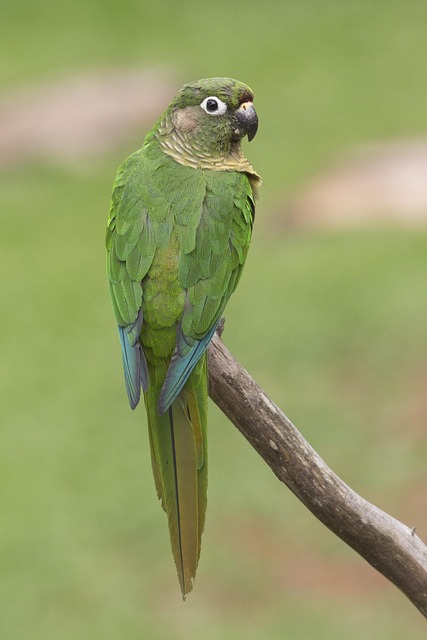 Free Bird Wildlife photo and picture