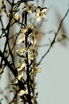 tree, nature, plant
