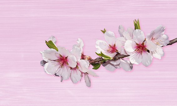 30以上の無料花のアーモンドツリー 自然画像