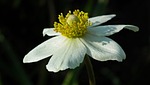 nature, flower, anemone