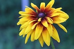 nature, flower, no one
