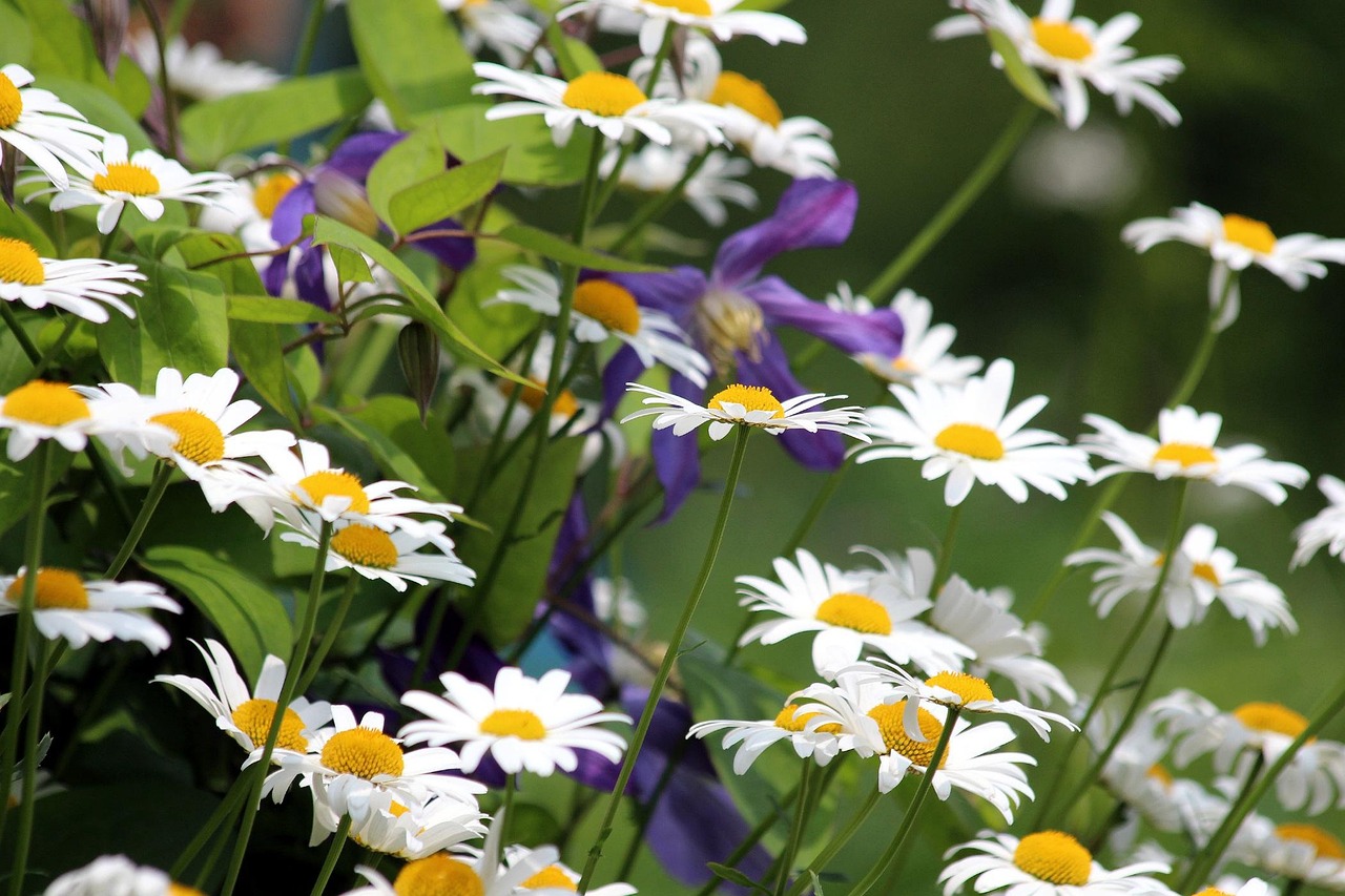 chamomile-3072785_1280.jpg