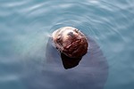 the steller sea lion, marine animal, beast
