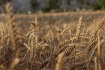 wheat, crop, cereal