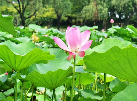 Free Plant Leaf photo and picture