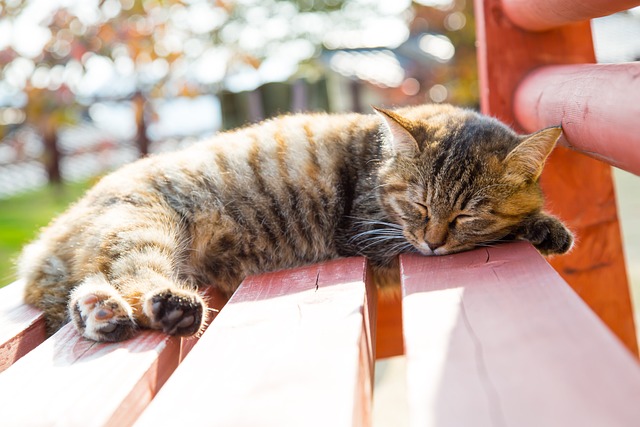 Tier, Katze, Haustiere, Niedlich