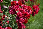 flower, plant, rose