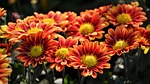 flower, chichewa live, vivid color