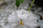nature, plant, nice