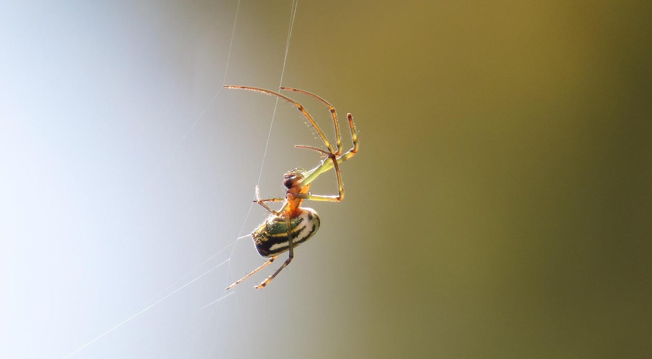 Araña Insecto Naturaleza - Foto gratis en Pixabay - Pixabay