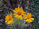 nature, flora, flower