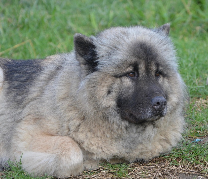 Hund Eurasier Hündin - Kostenloses Foto auf Pixabay Hund Eurasier Hündin - Kostenloses Foto auf Pixabay