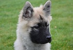 dog, bitch nova, young dog eurasier