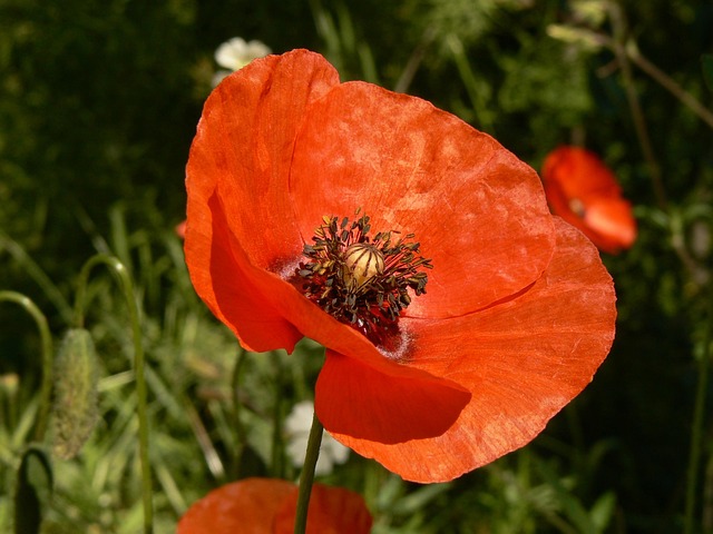 Free Poppy Flower photo and picture