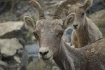 mammal, animal, goat
