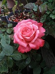 rosa, flower, petal