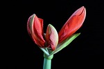 amaryllis, flower, blossom