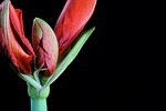flower, amaryllis, nature