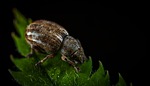 bespozvonochnoe, living nature, insect