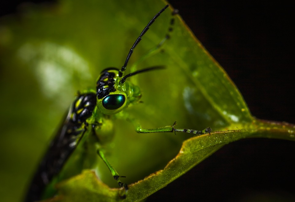 Insect Invertebrate Nature No - Free photo on Pixabay - Pixabay