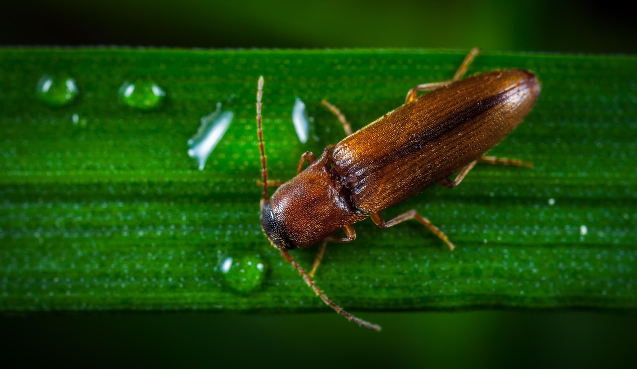Insect Image Single Insect Nature Close-Up No - Free photo on Pixabay - Pixabay