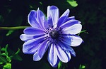 flower, anemone, blue