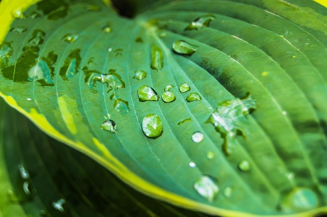 Free Flora Nature photo and picture