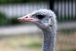 ostrich, bird, animals