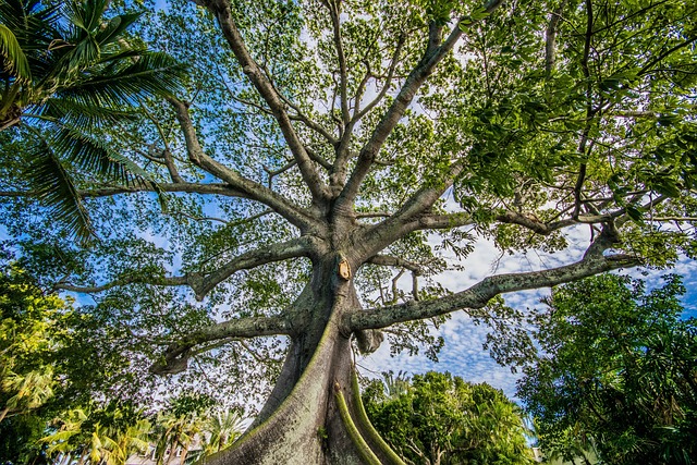 Free Tree Nature photo and picture