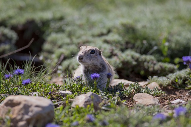 Free Nature Outdoors photo and picture