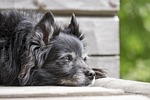 animal, dog, pet