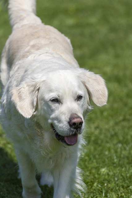 Perro, Animal Domestico, Mascota