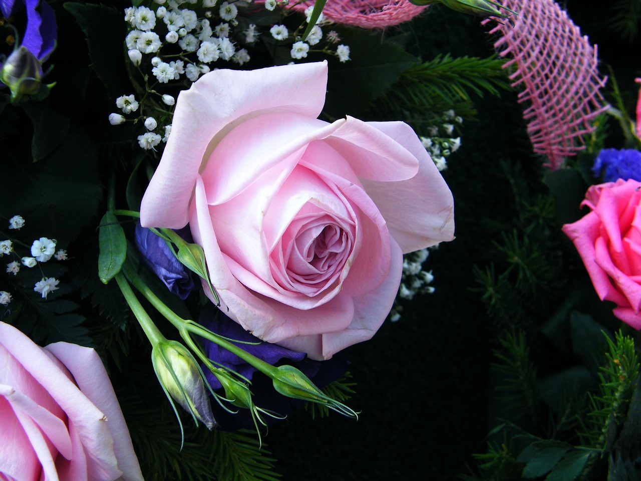 Fleur Des Roses Plante - Photo gratuite sur Pixabay - Pixabay