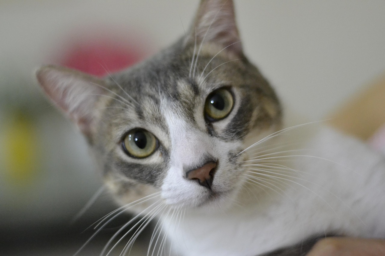 Katten Søt Kattunge · Gratis foto på Pixabay
