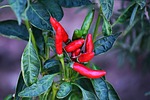 leaf, spice, food